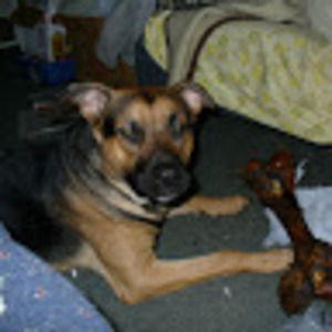 Meet your Posher, Steven